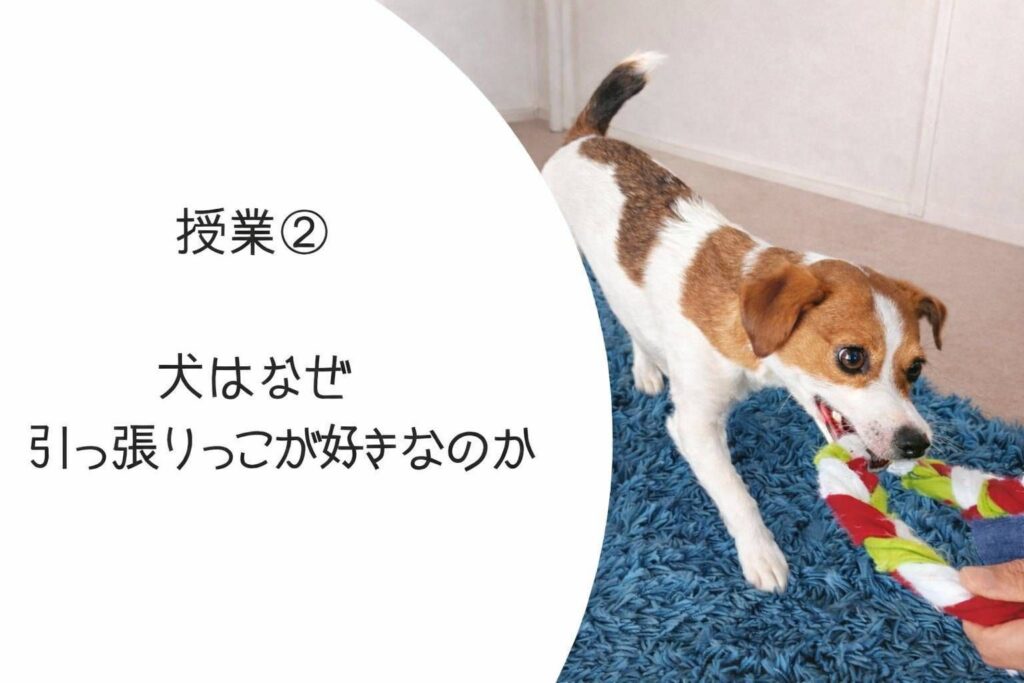 引っ張りっこ遊びを楽しむラムの様子と遊びの理由を解説する記事