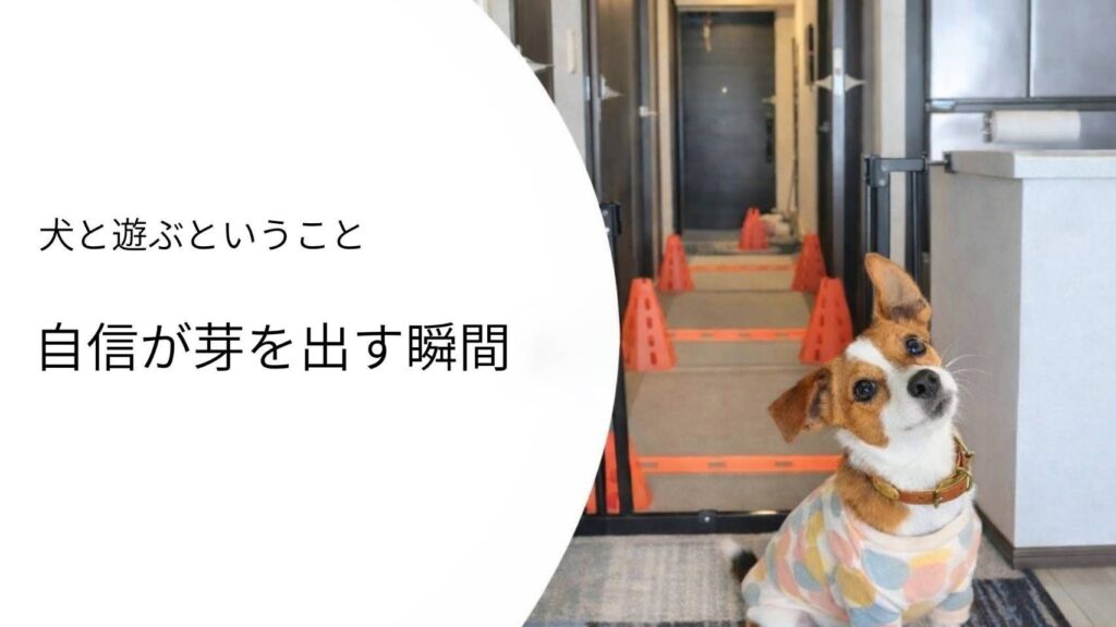 トレーニング中に飼い主を見上げる犬（自信が芽生える瞬間）