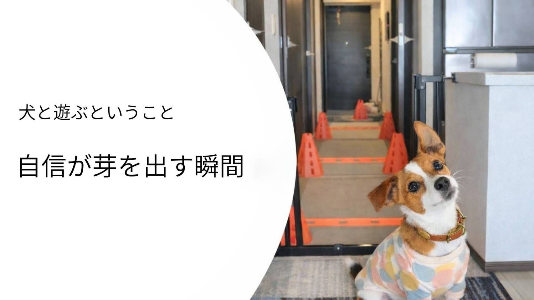 トレーニング中に飼い主を見上げる犬（自信が芽生える瞬間）