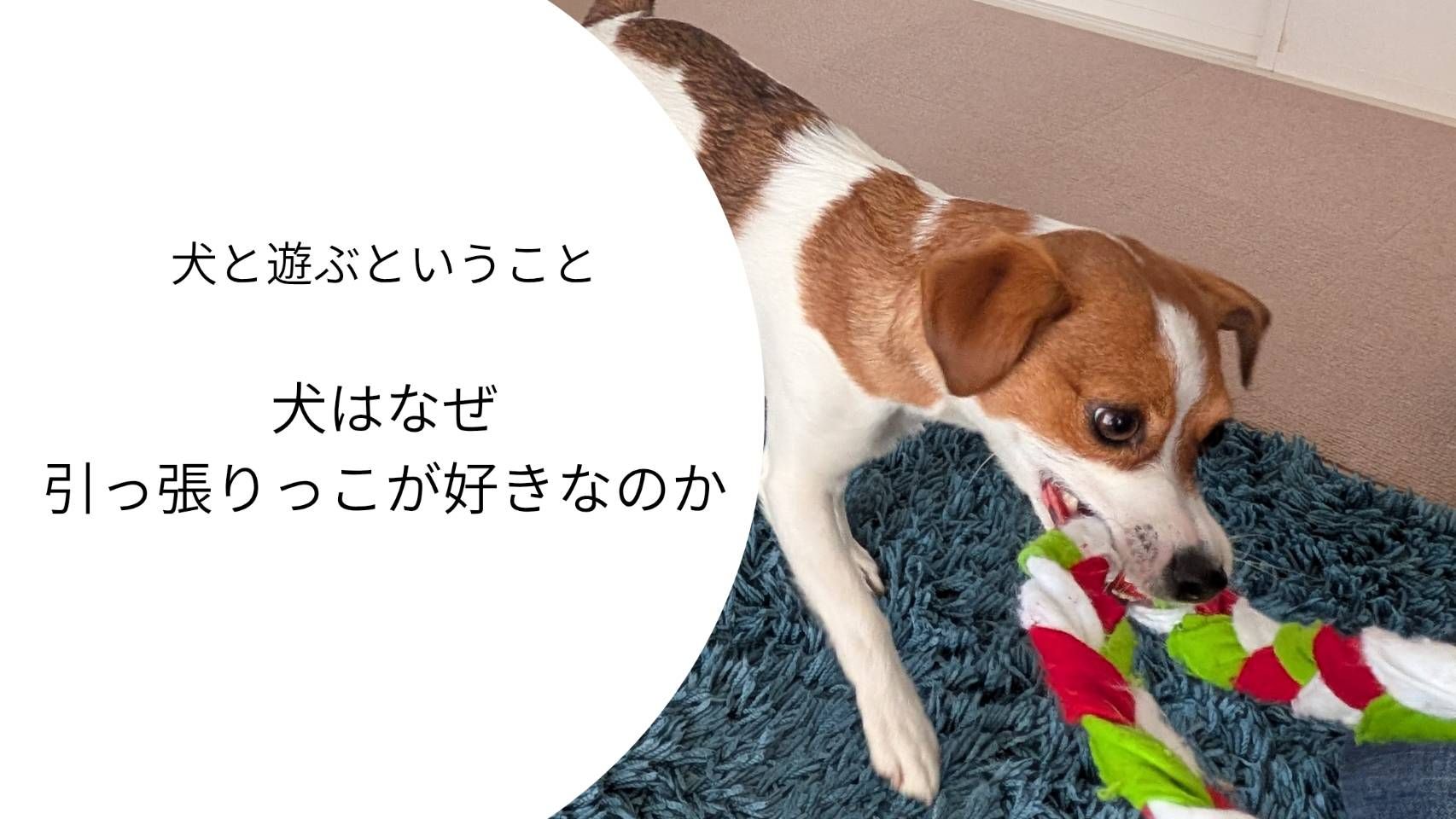 引っ張りっこで遊ぶ犬（おもちゃを咥えて引っ張っている様子）