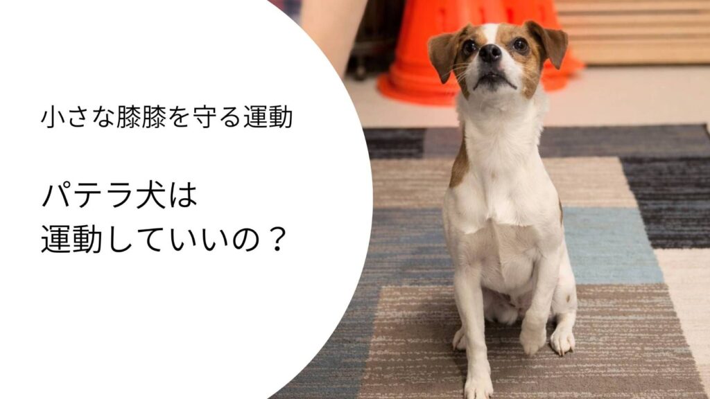 パテラ犬は運動していいのか？と考えるジャックラッセルテリアのラム