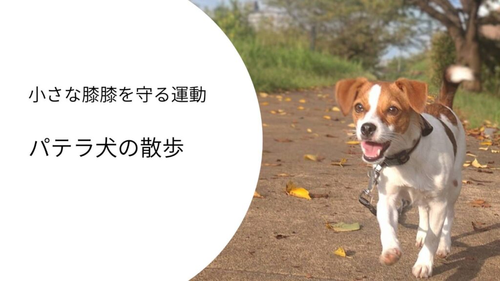 パテラのあるジャックラッセルテリアが楽しそうに歩く散歩の様子