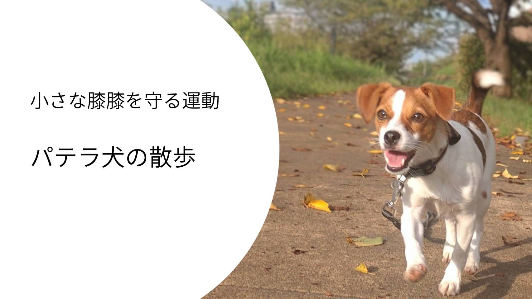 パテラのあるジャックラッセルテリアが楽しそうに歩く散歩の様子