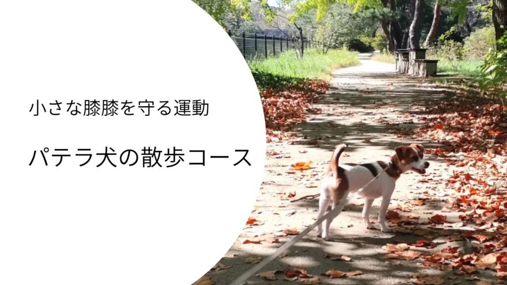 パテラのあるジャックラッセルテリアが落ち葉の道をゆっくり散歩している様子。