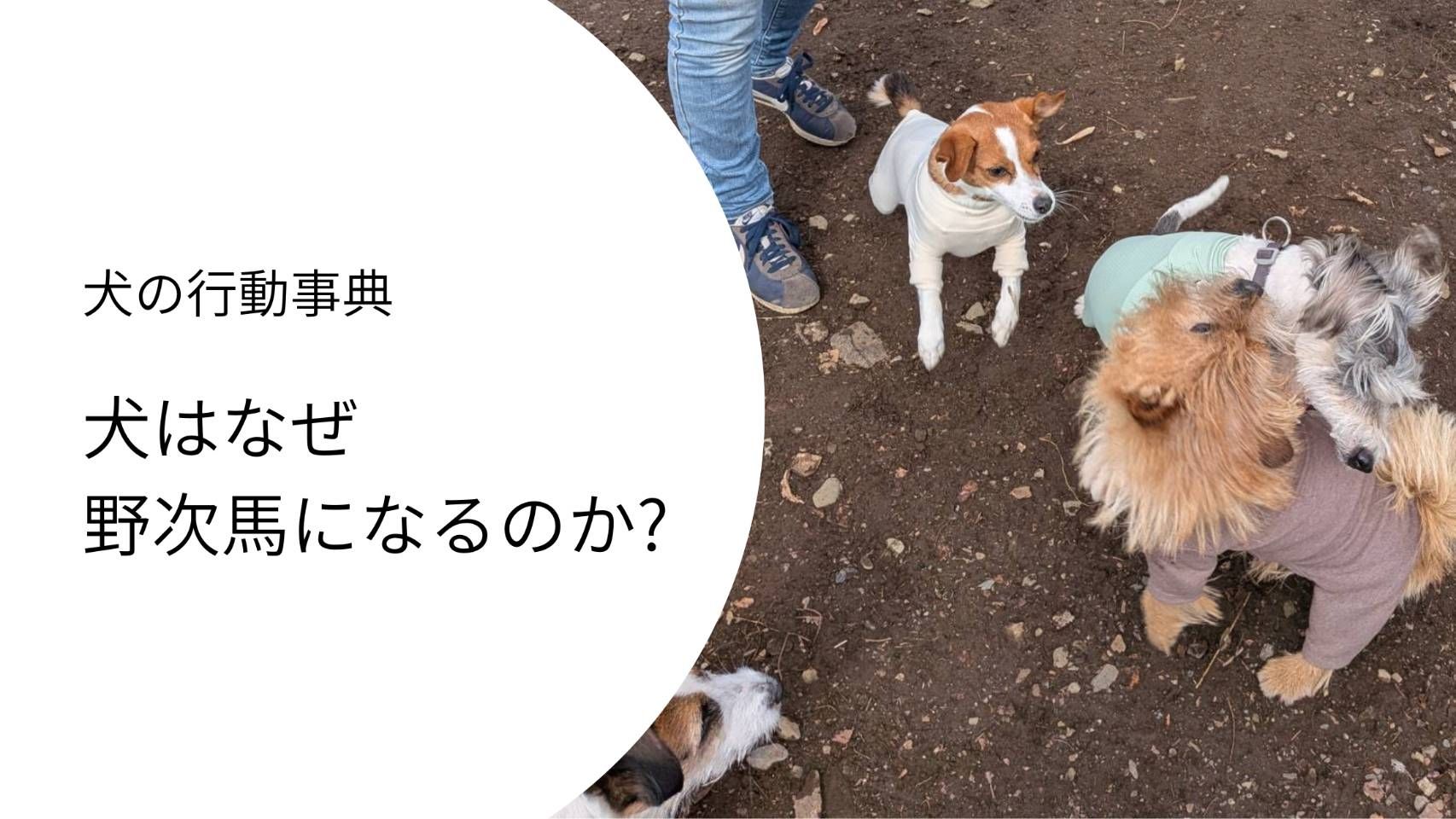 ドッグランで複数の犬が集まり、興奮している様子を見に行く犬の行動。