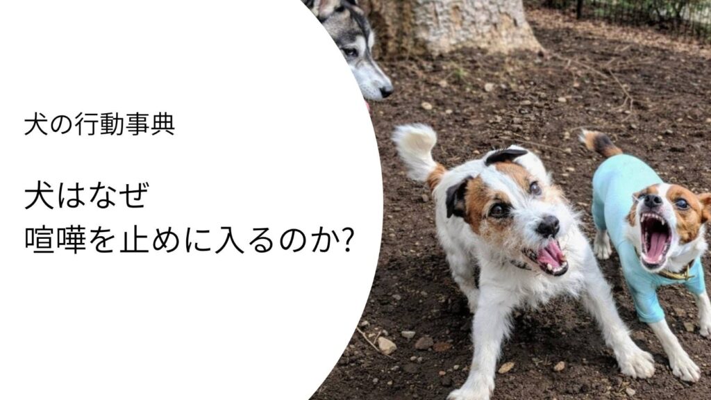 犬が他の犬の間に入り喧嘩を止めようとする様子