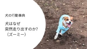ジャックラッセルがドッグランで全力疾走するズーミーの様子。
