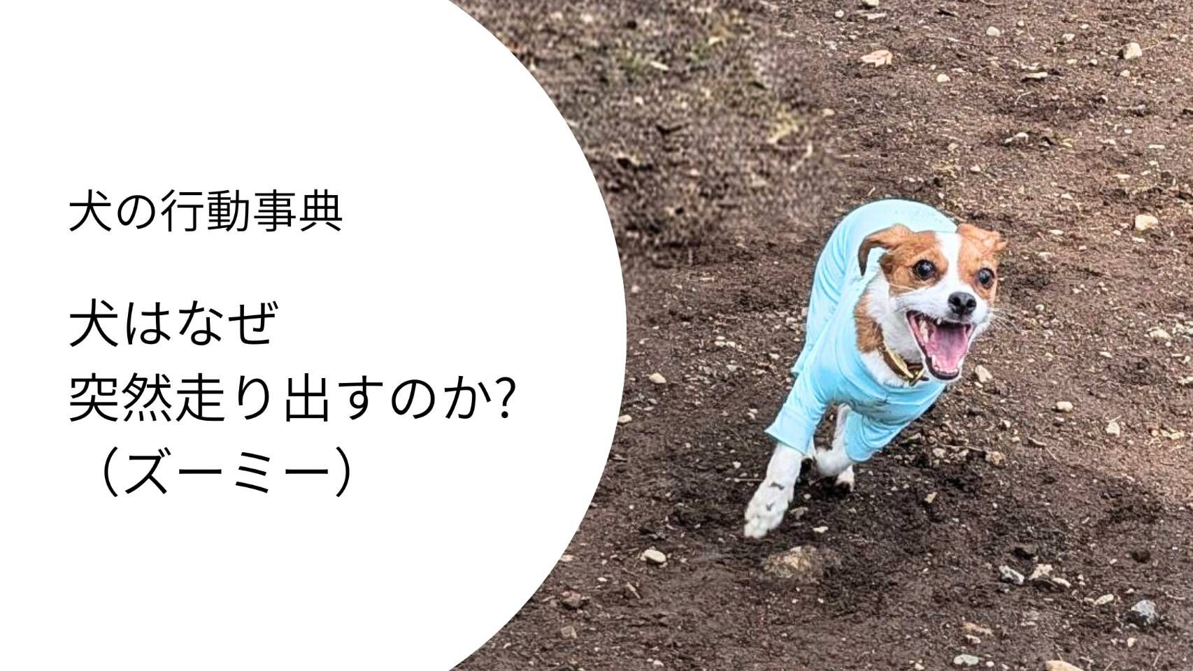 ジャックラッセルがドッグランで全力疾走するズーミーの様子。