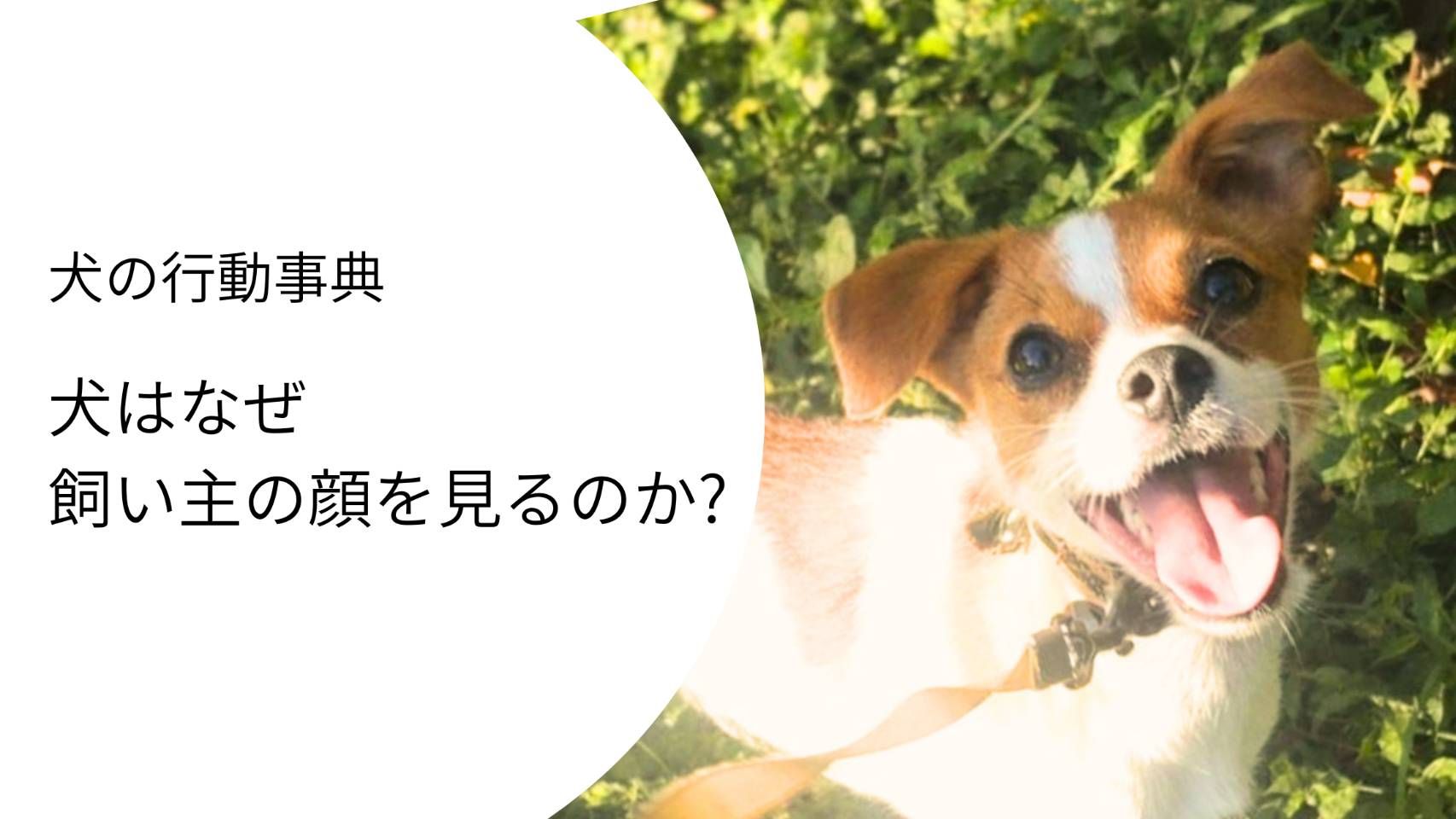 犬が飼い主の顔を見る理由を解説｜アイコンタクトの意味。