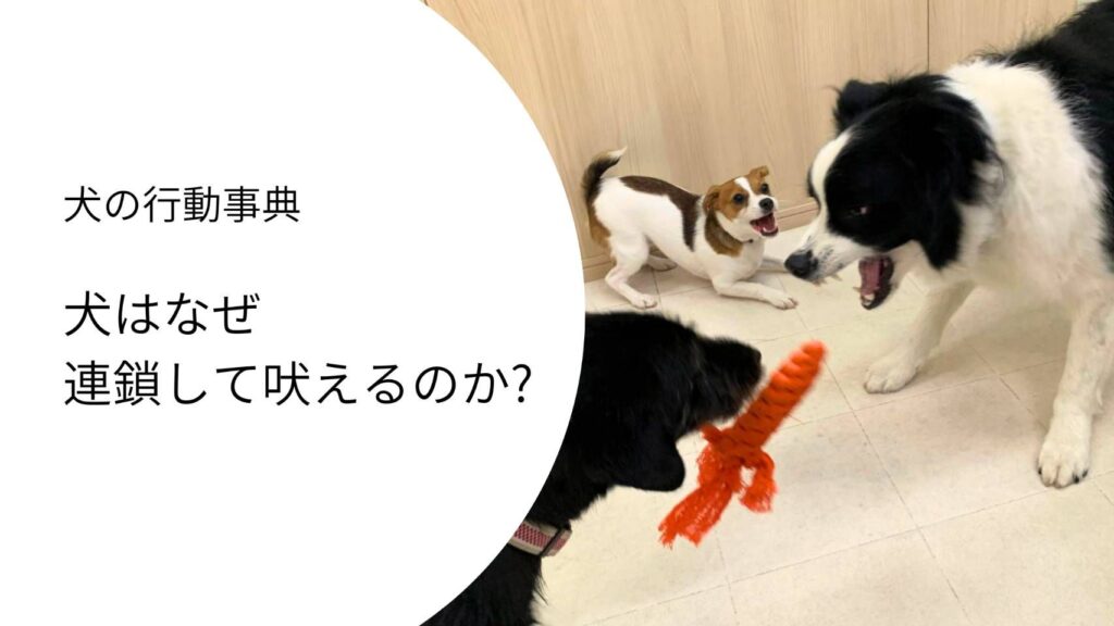 ドッグランで複数の犬が興奮して吠え合い、連鎖している様子。
