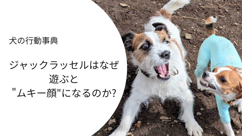 ジャックラッセルテリアが遊び中に歯を見せてムキー顔をしている様子。