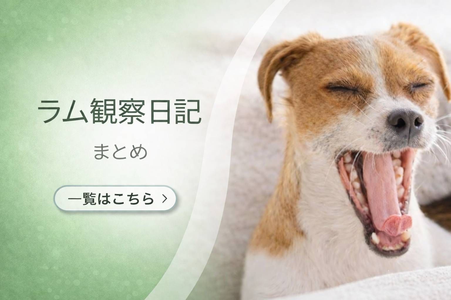 あくびをするジャックラッセルテリアのラムの様子。ラム観察日記まとめ記事のアイキャッチ画像。