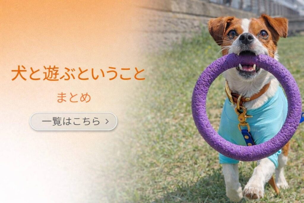 飼い主と遊ぶジャックラッセルテリア。リングのおもちゃを咥えて楽しそうに走る様子。