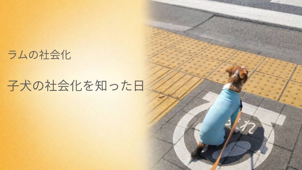 横断歩道の前で座るジャックラッセルテリアのラム。子犬の社会化について考える様子。