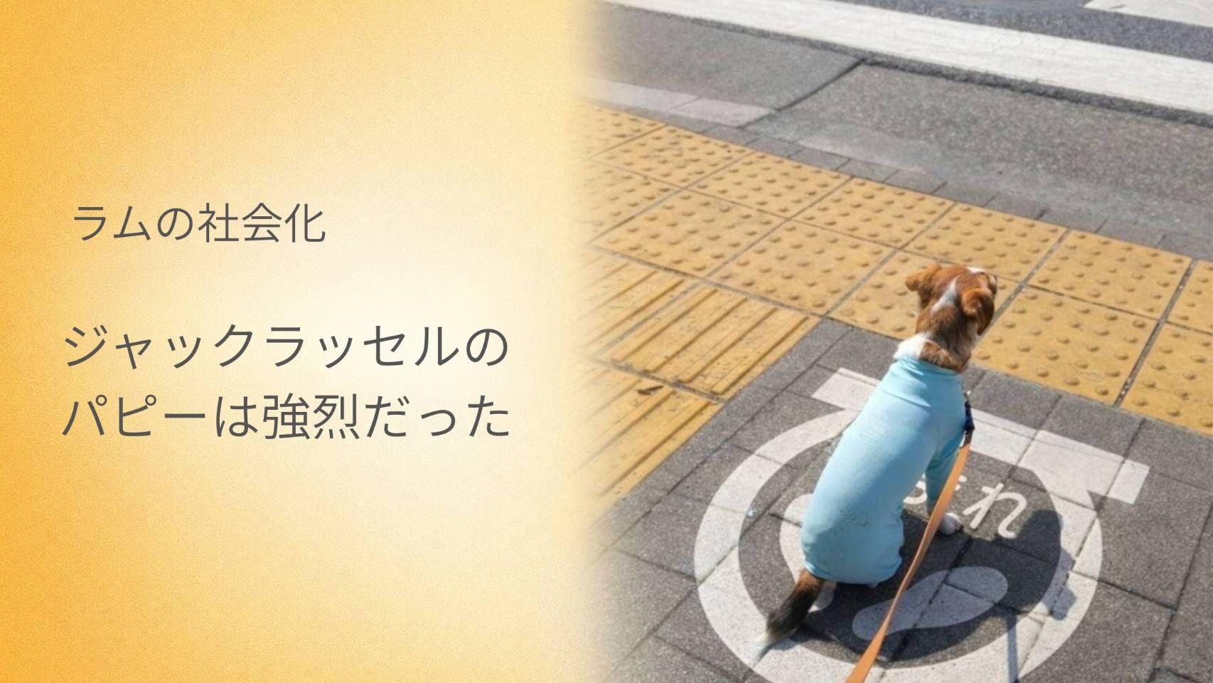 ジャックラッセルテリアの子犬ラムが、横断歩道の前で座り、外の世界を見つめている様子
