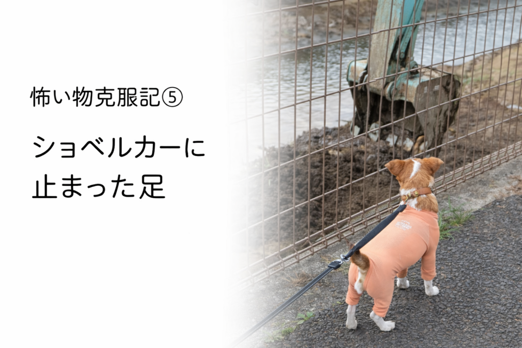 工事現場のショベルカーを見つめながら立ち止まるジャックラッセルテリアのラム