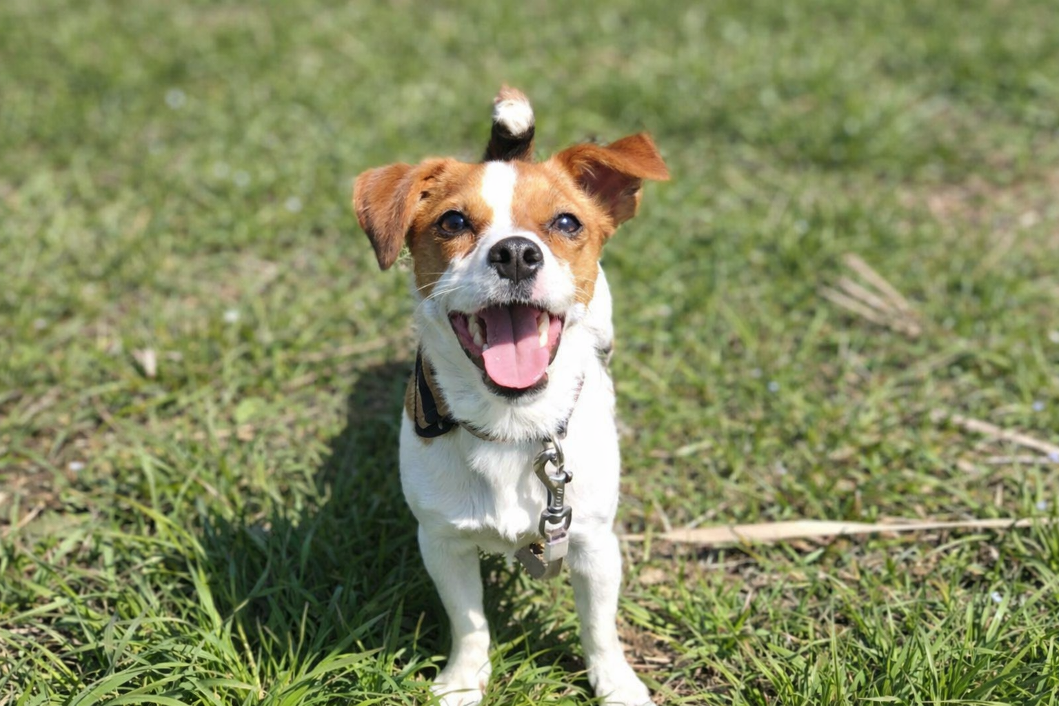 ジャックラッセルテリアのラムが草原で笑顔でこちらを見ている写真