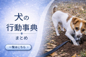 犬の行動辞典まとめ｜土を掘るジャックラッセルテリアの様子