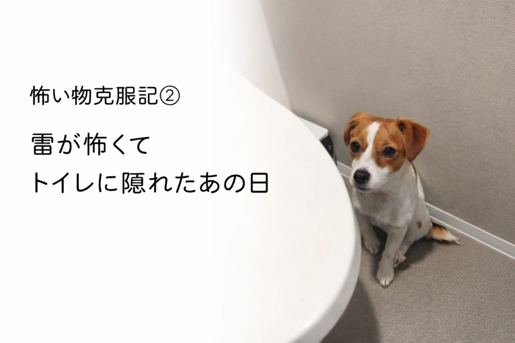 雷の音が怖くてトイレに隠れているジャックラッセルテリアのラムの様子
