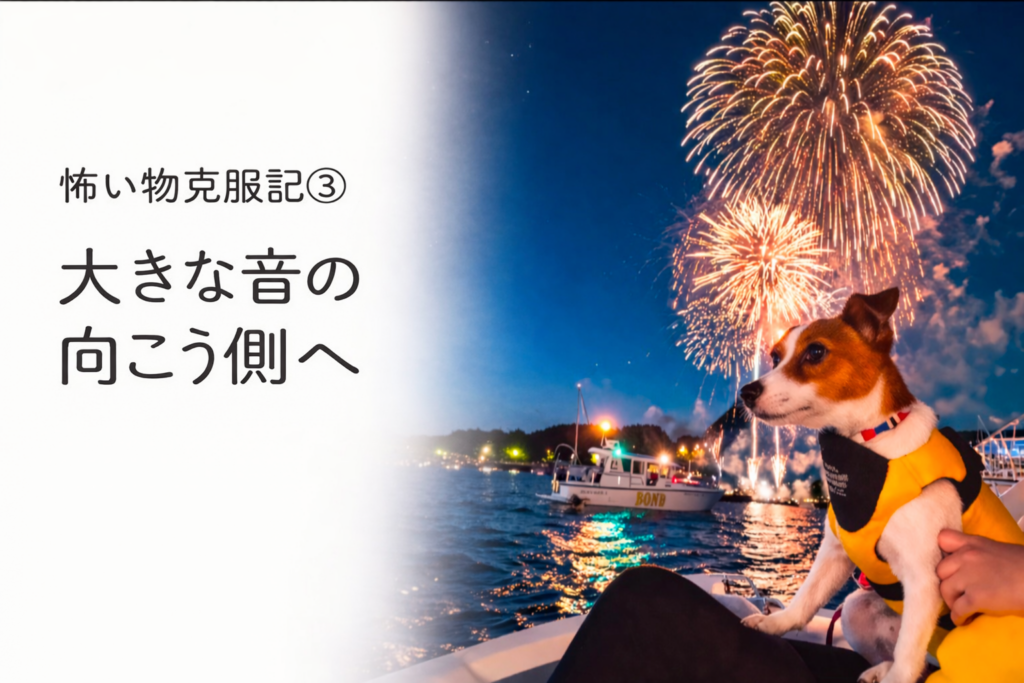 花火の大きな音に少し驚きながらも、落ち着いて見つめるジャックラッセルテリアのラム