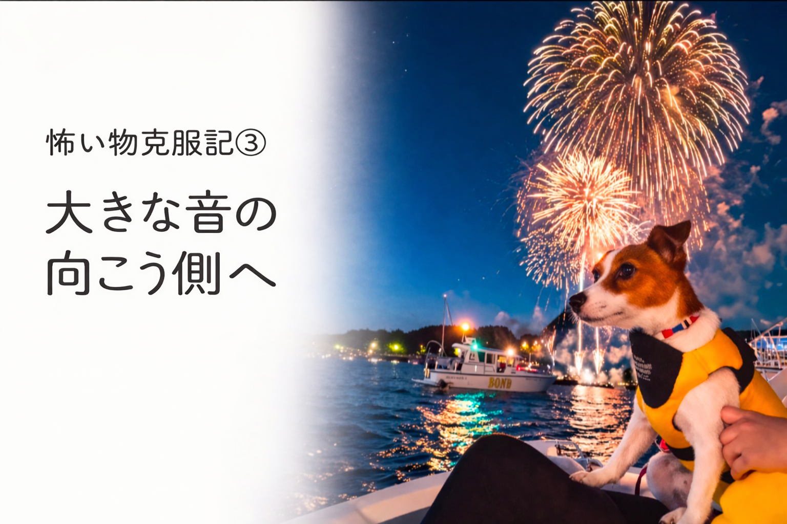 花火の大きな音に少し驚きながらも、落ち着いて見つめるジャックラッセルテリアのラム