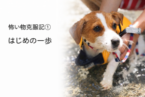 水に足を入れているジャックラッセルテリアのラムのはじめての一歩の様子