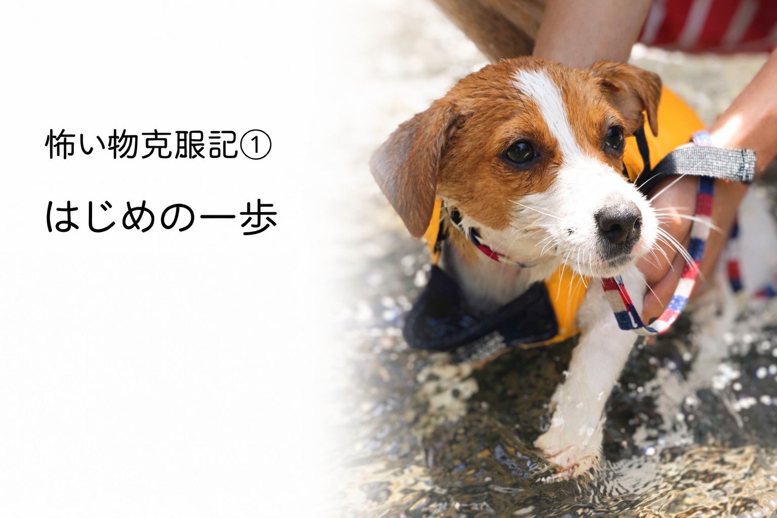 水に足を入れているジャックラッセルテリアのラムのはじめての一歩の様子