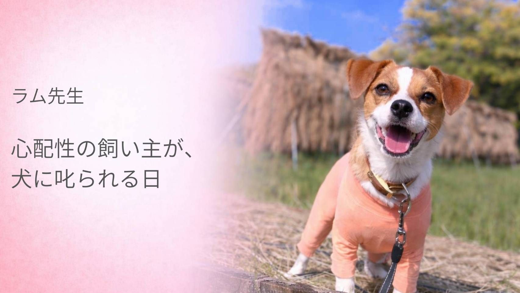 心配性の飼い主と犬の関係をテーマにしたラム先生の記事のアイキャッチ。笑顔のジャックラッセルテリアが野外で立っている様子。