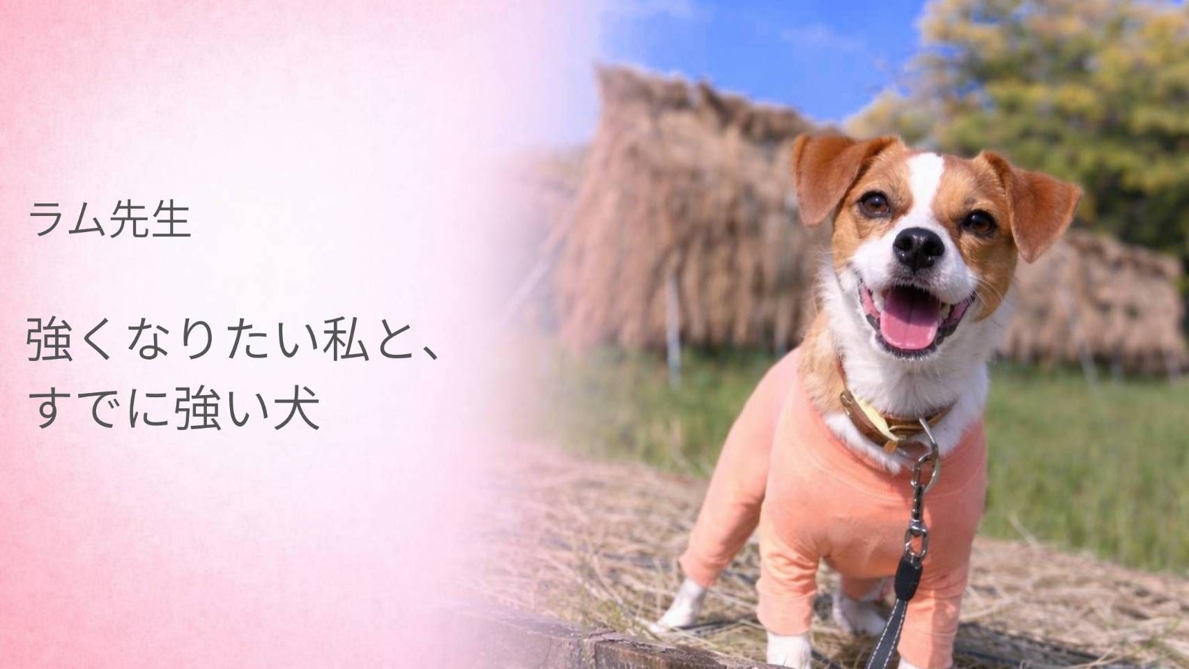 強くなりたい飼い主とすでに強い犬をテーマにしたラム先生の記事のアイキャッチ。笑顔のジャックラッセルテリアが屋外で立っている様子。