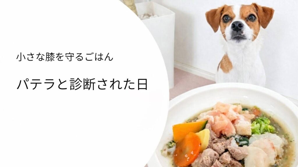 小さな膝を守るごはんシリーズ｜パテラと診断された日｜手作りごはんとジャックラッセルテリア