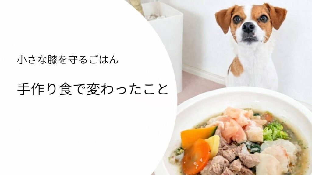 手作り食で変わったこと｜下痢や外耳炎が改善し、筋肉がついた体の変化