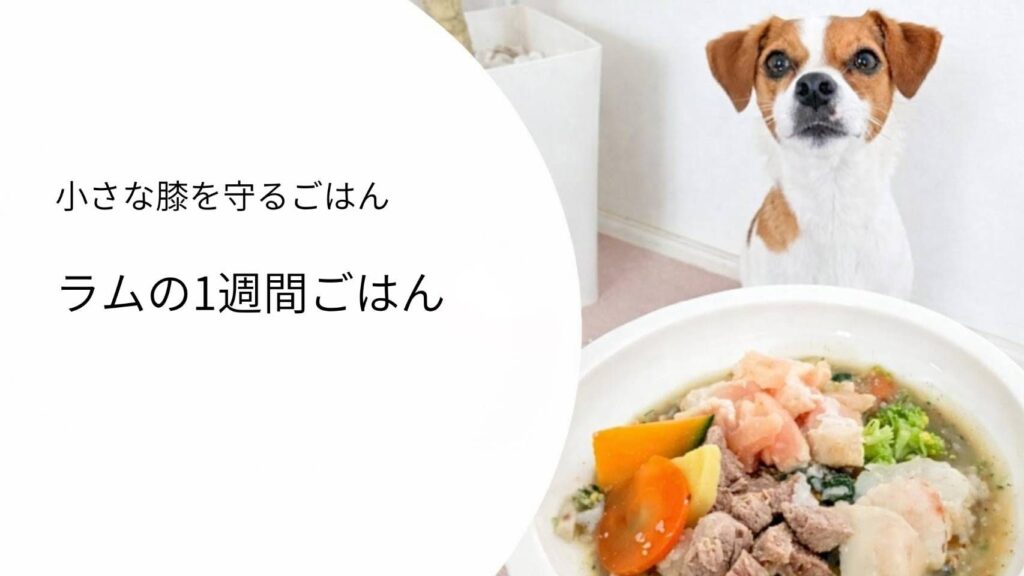 ラムの手作り食と1週間のごはん例｜膝を守る食餌管理