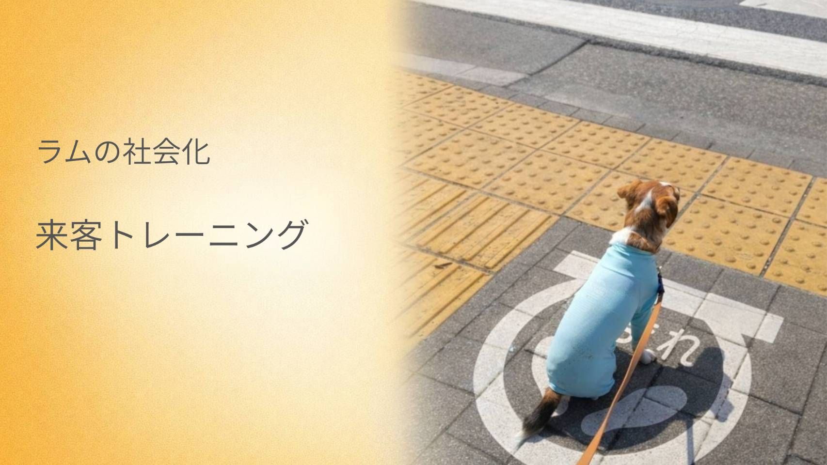 ジャックラッセルテリアのラムが、信号待ちでお座りしている様子