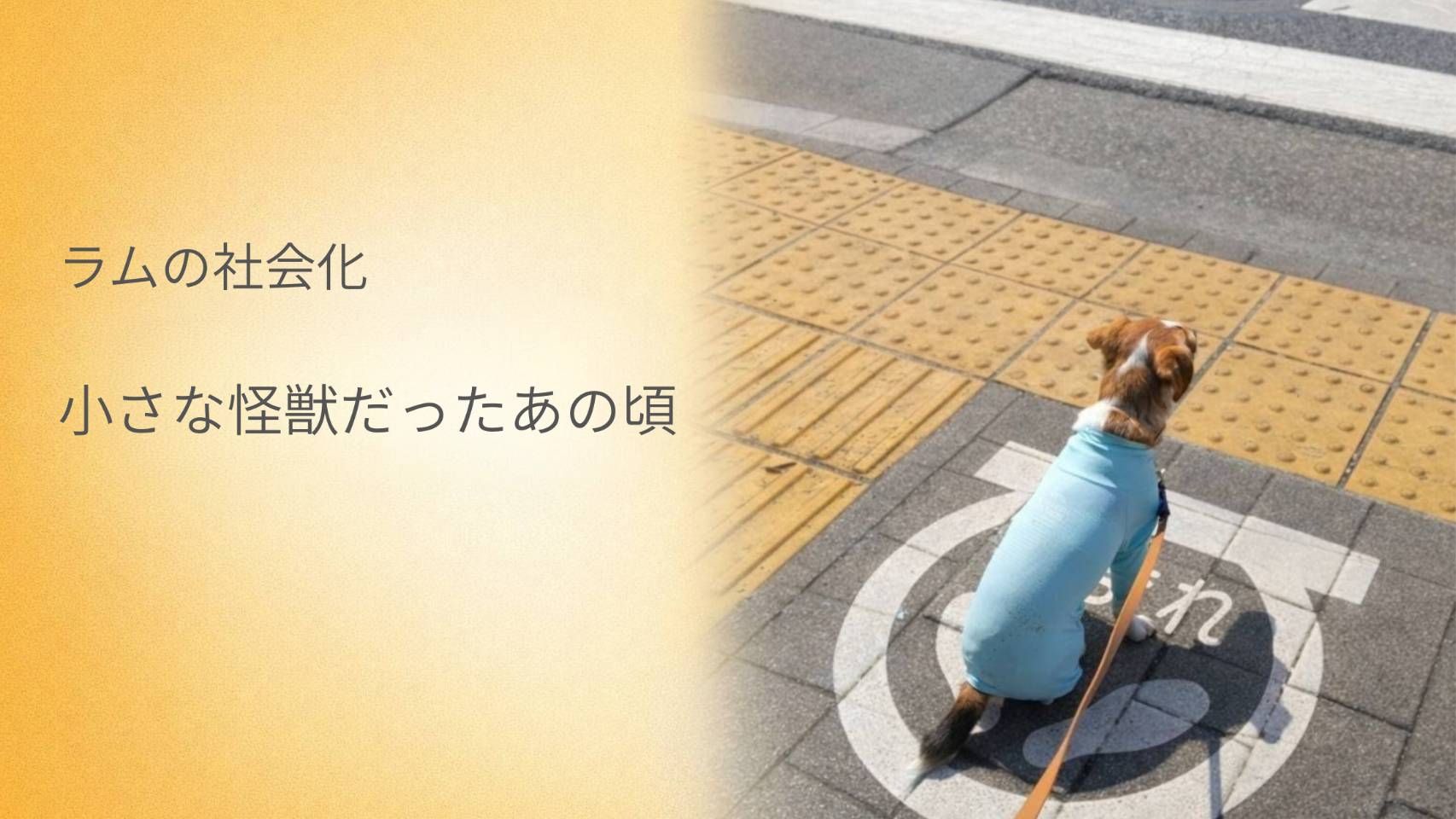 ジャックラッセルテリアのラムが、信号待ちでお座りをして待っている様子。
