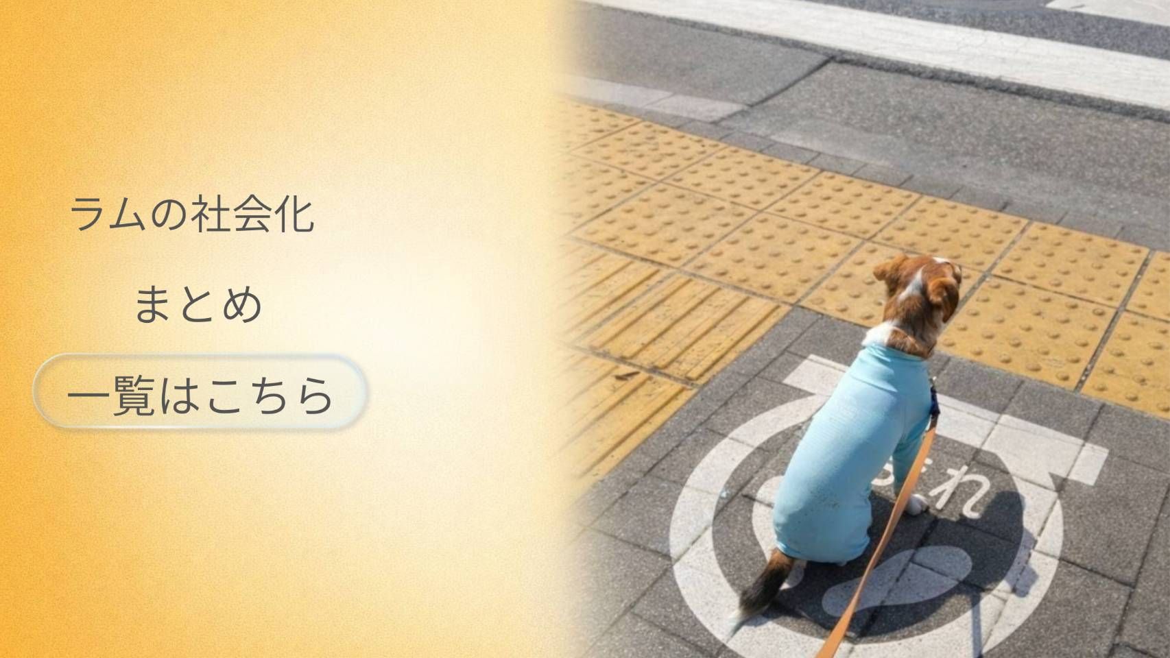 社会化トレーニング中のラムがお座りをして、信号待ちをしている様子。