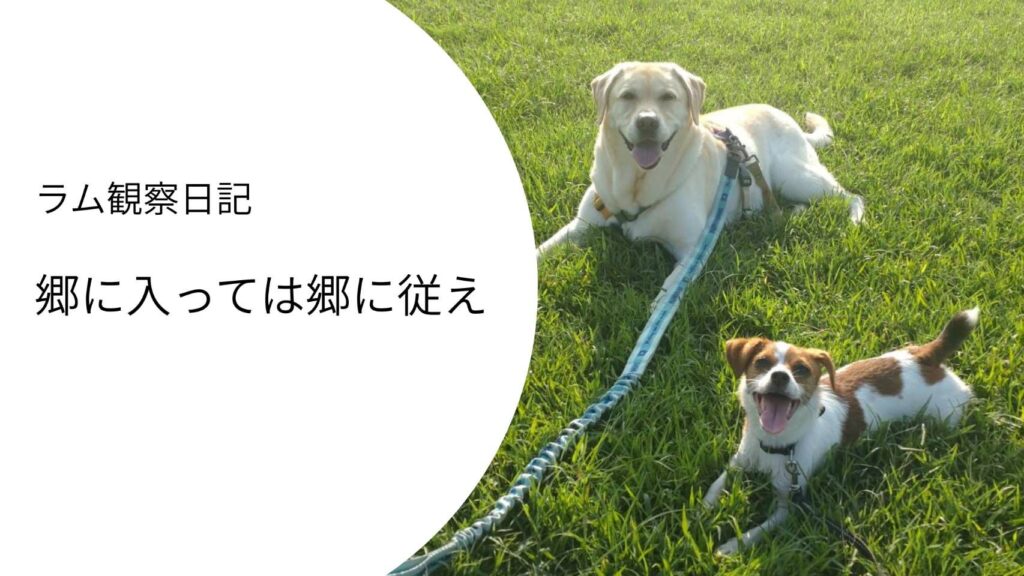 ラブラドールと並んで伏せするジャックラッセルテリア｜犬は相手に合わせて行動を変える