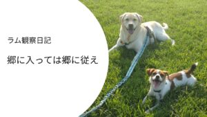 ラブラドールと並んで伏せするジャックラッセルテリア｜犬は相手に合わせて行動を変える