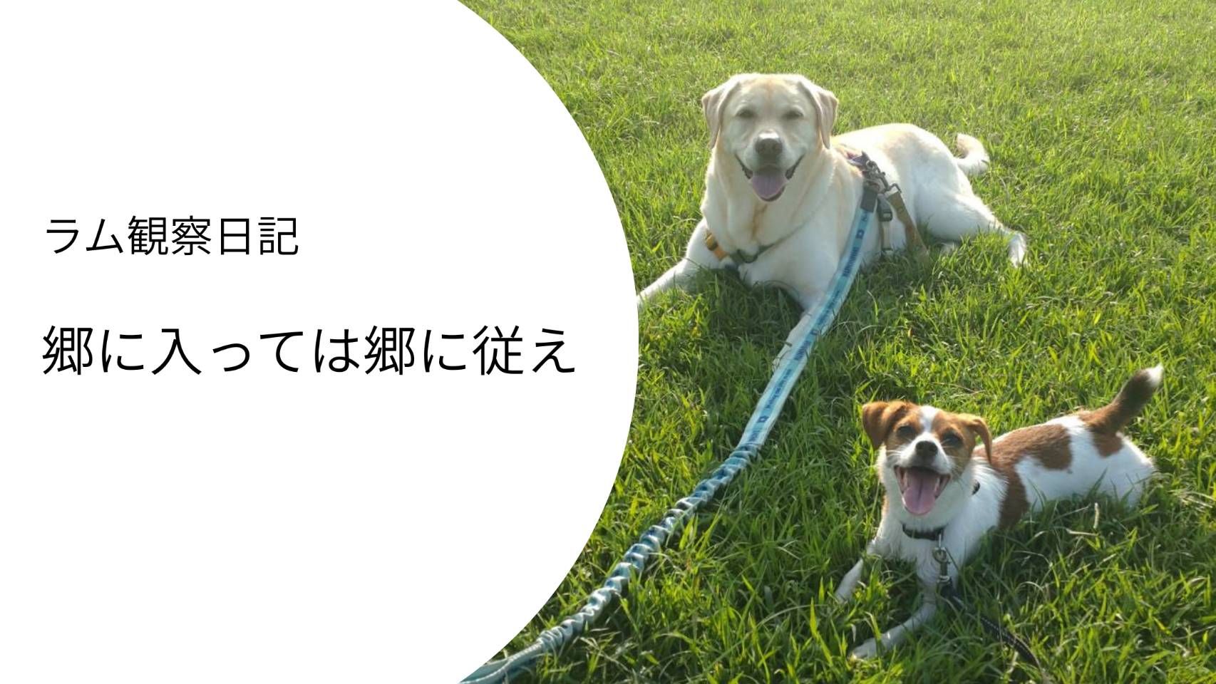 ラブラドールと並んで伏せするジャックラッセルテリア｜犬は相手に合わせて行動を変える
