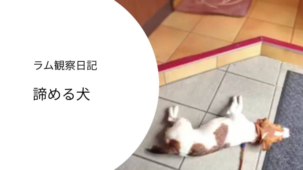 病院の床で動かず横になるジャックラッセルテリア｜採血を前に諦めモードの犬