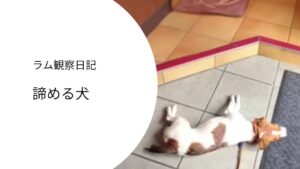病院の床で動かず横になるジャックラッセルテリア｜採血を前に諦めモードの犬
