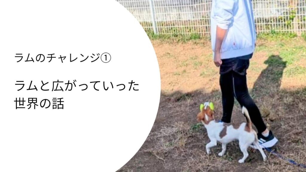 ラムと飼い主が並んで歩く様子｜オビディエンストレーニングで広がった世界の記録