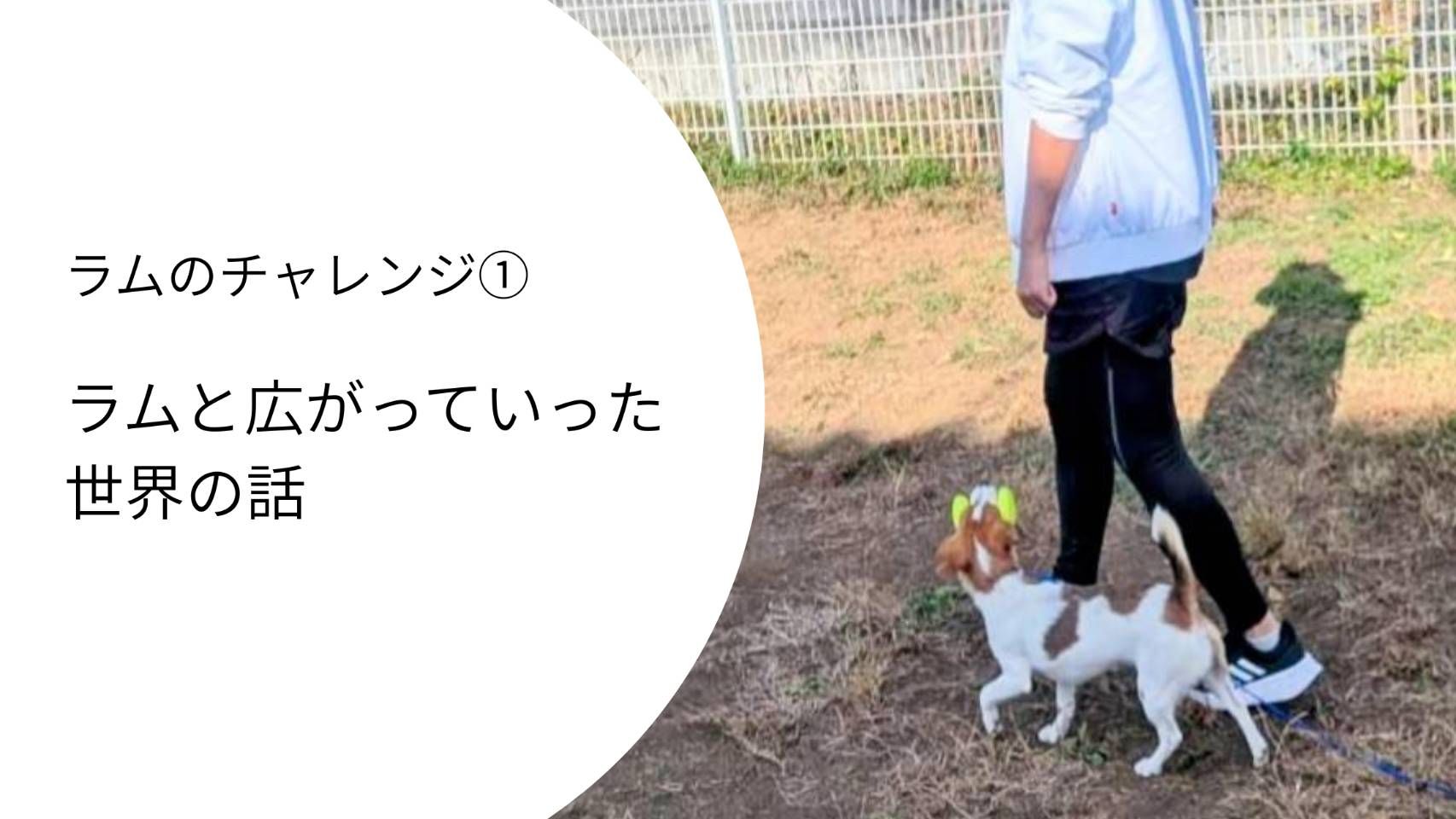 ラムと飼い主が並んで歩く様子｜オビディエンストレーニングで広がった世界の記録