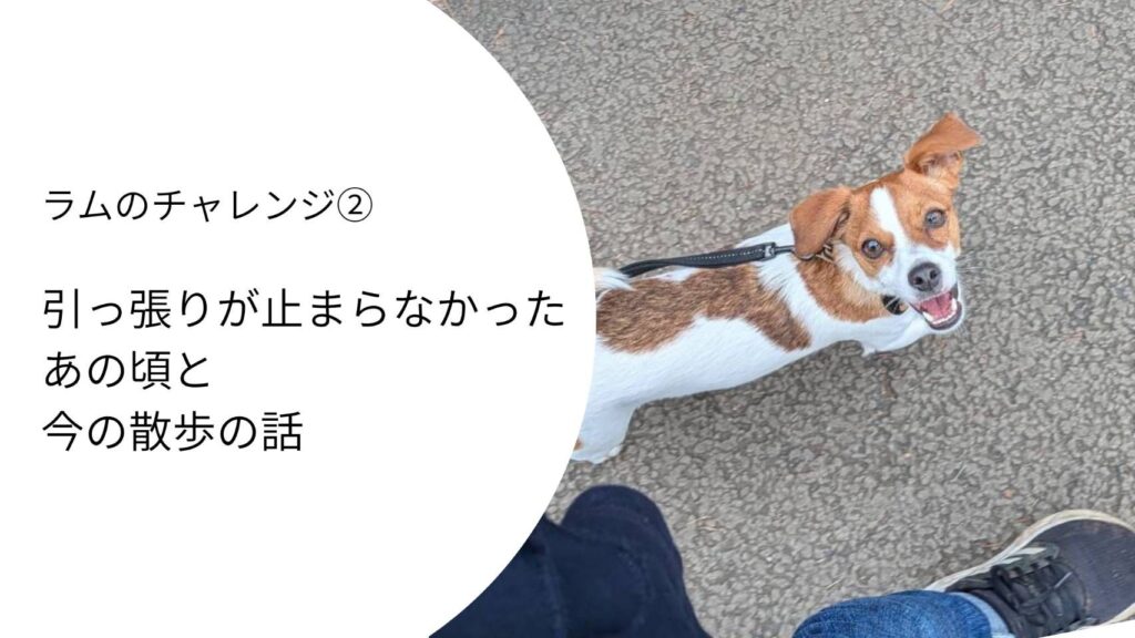 ラムが飼い主を見上げながら散歩している様子。引っ張りぐせがあった頃と今の変化をテーマにした記事のアイキャッチ画像。