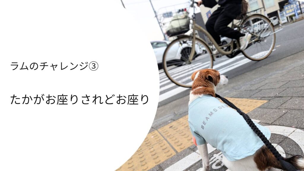 ラムが信号待ちでお座りしている様子。自転車や車が行き交う中で落ち着いて待つトレーニングの一場面