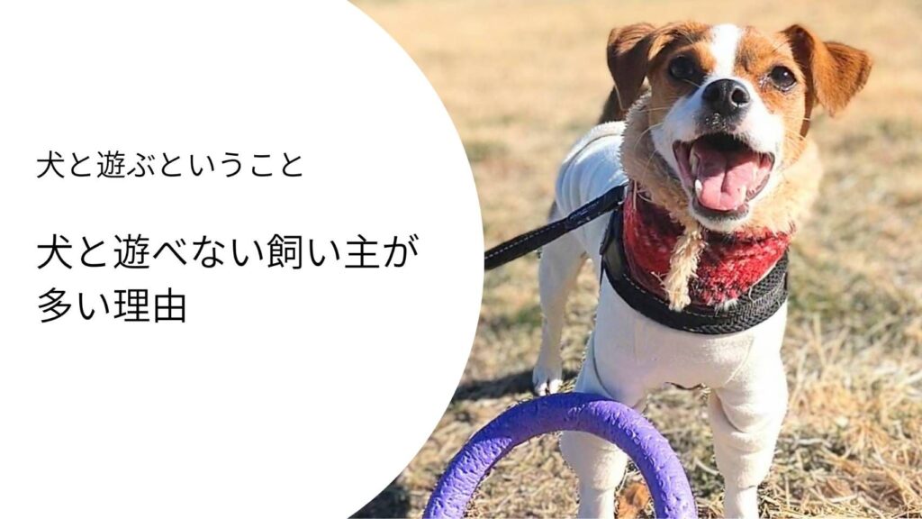 犬と遊ぶということ｜おもちゃを咥えて笑顔で見上げるジャックラッセルテリアのラム