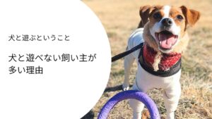 犬と遊ぶということ｜おもちゃを咥えて笑顔で見上げるジャックラッセルテリアのラム