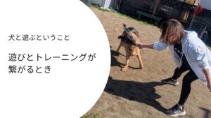 犬と遊びながら関係を築くトレーニング｜引っ張りっこでやりとりするジャーマンシェパードと人