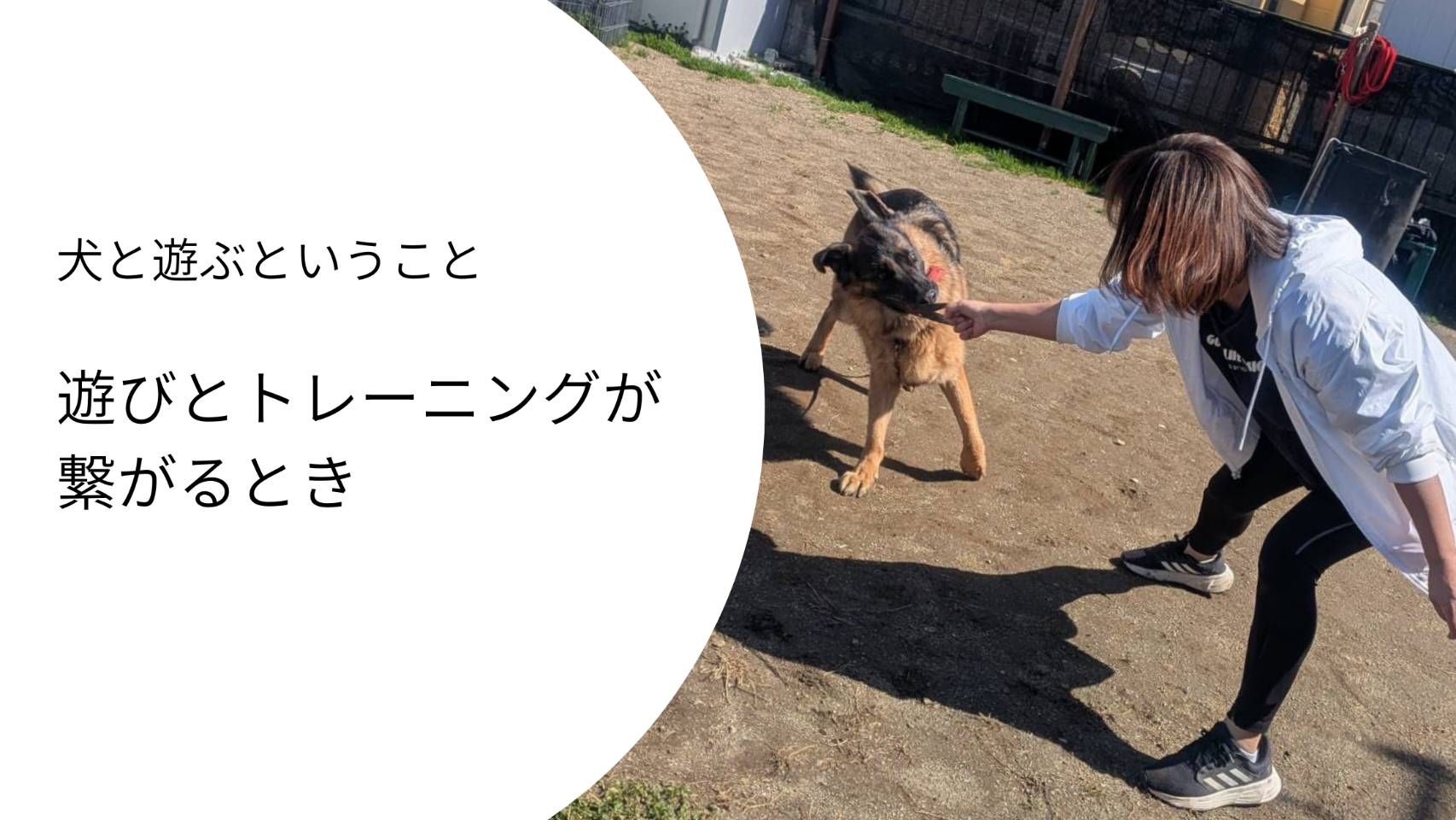 犬と遊びながら関係を築くトレーニング｜引っ張りっこでやりとりするジャーマンシェパードと人