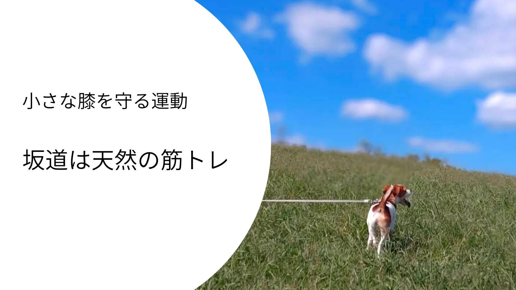 坂道を登るジャックラッセルテリアの後ろ姿。散歩中に自然な筋トレをしている様子。