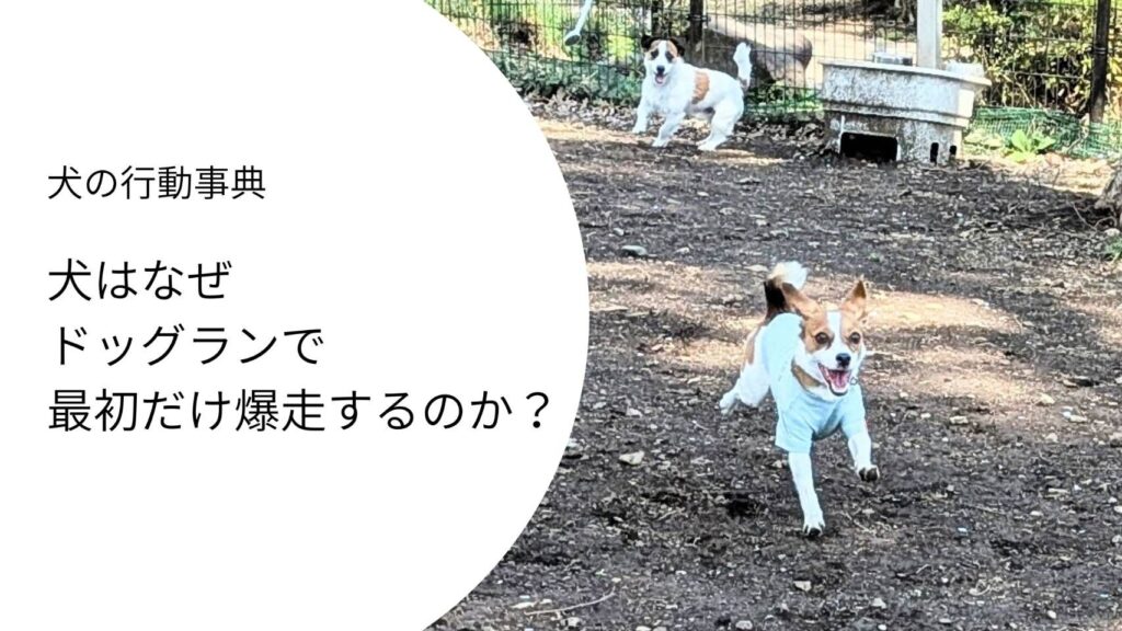 ドッグランで楽しそうに走るジャックラッセルテリア。最初だけ爆走する行動の理由を表すイメージ